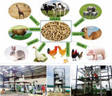 SS Feed Pellet Production Line Small Poultry Feed Line Simple Structure